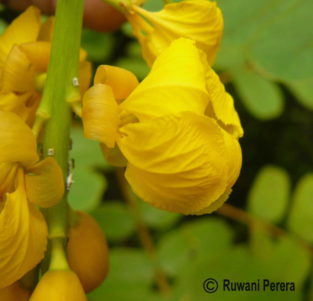 Senna alata (L.) Roxb.